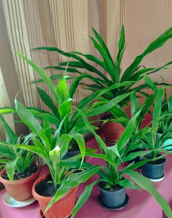 Юкка (драцена) цветущая