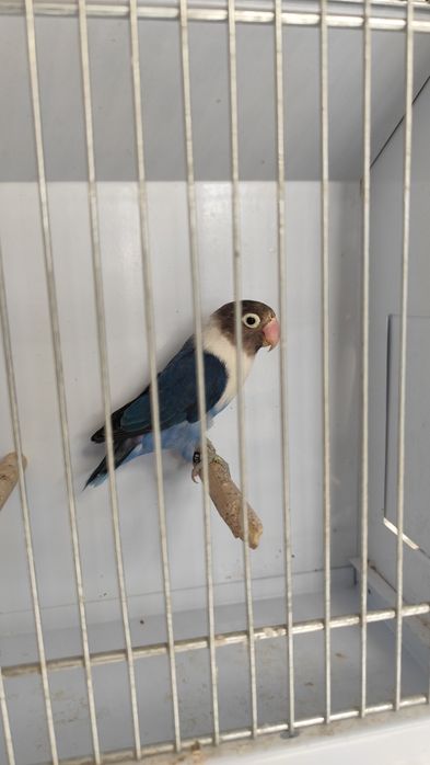 Agapornis Roseicollis e Personatus