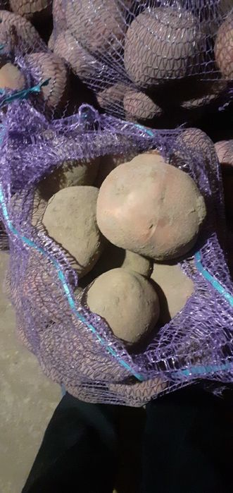 Продам картоплю сорт Біла Роса.Дуже смачна