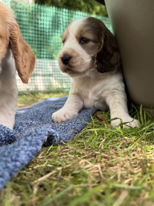 Cocker Spaniel Angielski