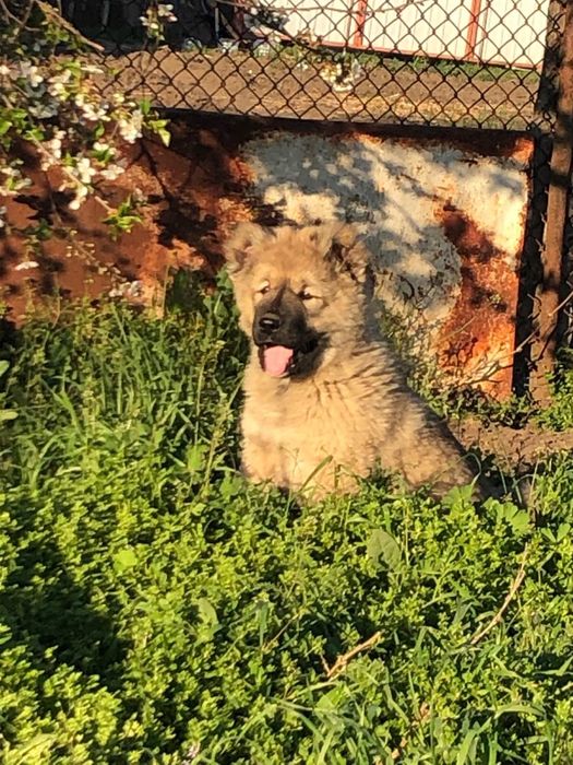 Цуценята кавказькоі вівчарки КСУ