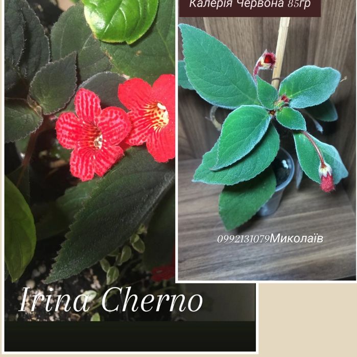 Продаю свои  комнатные растения   НЕ ГОЛАНДИЯ  это ВАЖНО