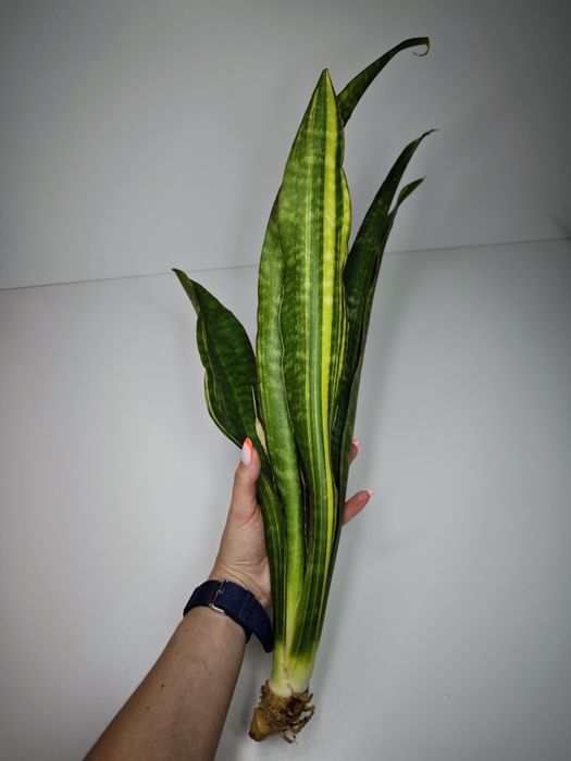 Sansevieria Dragon Fly var