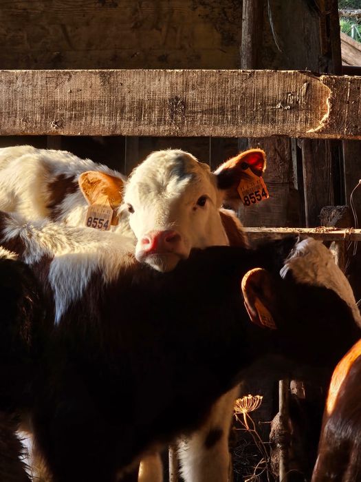 Vendo vitelos raça Frísia e cruzados