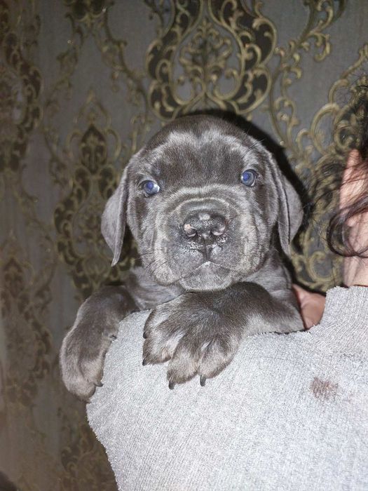 Голубая девочка кане корсо.