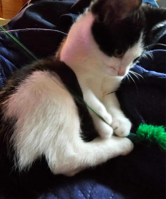 Cola i Whiskey śliczne kotki do adopcji