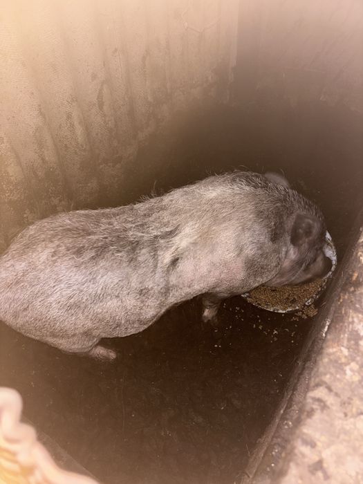 Терміново продам ветнамського  кабана