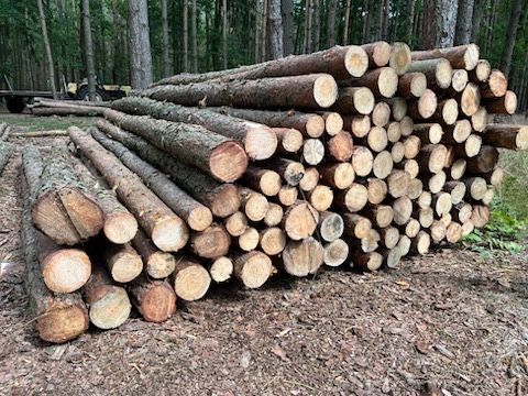 Stemple drewniane 3m/słupy ogrodzeniowe / żerdzie / drewno tartaczne