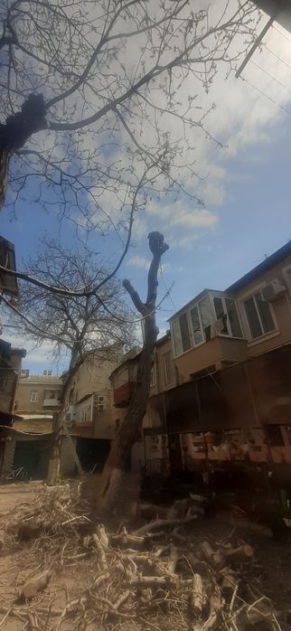 Спилим обрежем ветки и деревья любой сложности, аккуратно и недорого.