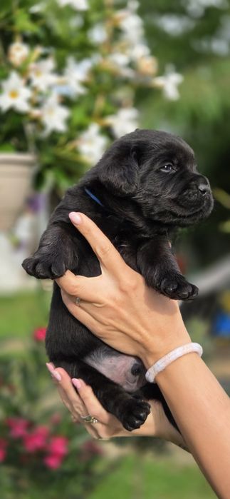 Labrador Retriever