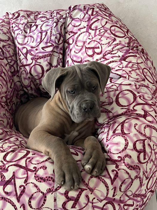 Щінки Кане корсо