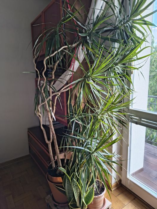 Dracena obrzeżona, Dracaena Marginata ponad 220cm