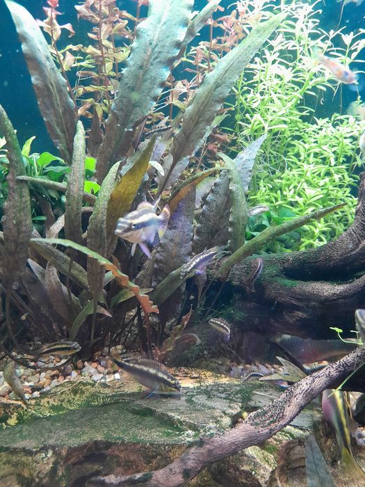 Barwniak czerwonobrzuchy