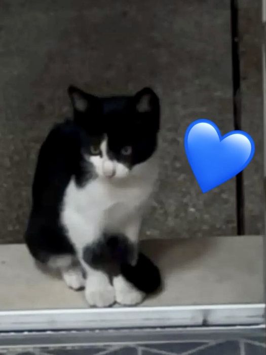 Gatinhos bebés para adoção responsável