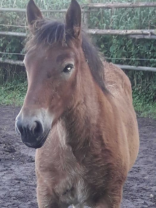 Sprzedam klacz PKZ z klaczką do hodowli. zamiana możliwa dopłata.