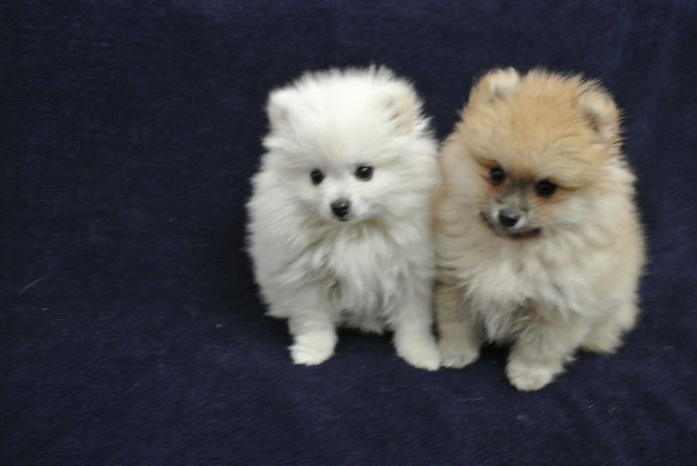 Szpic miniaturowy-pomeranian