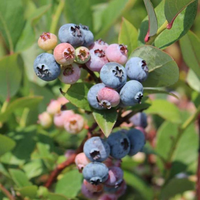 przedsprzedaż borówka amerykańska