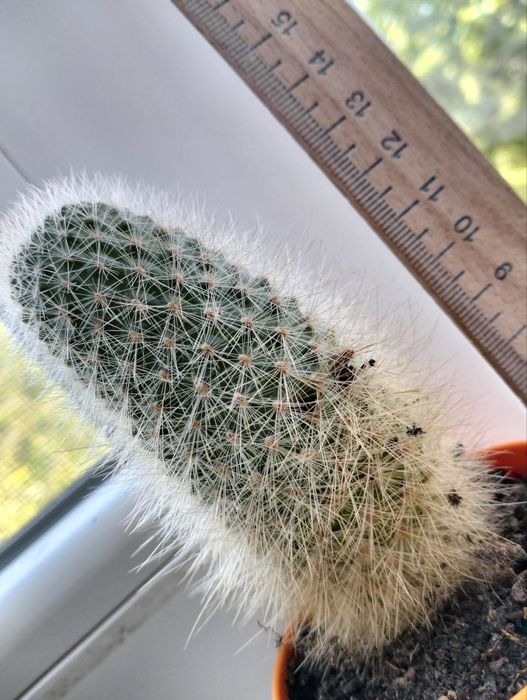 кактус большой пушистый