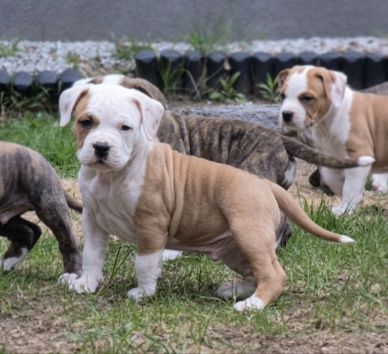 Efektowny samiec Amstaff  American Staffordshire Terrier ZKwP/FCI
