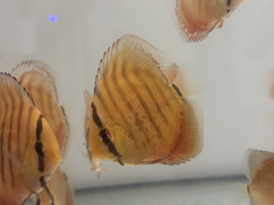 Discus Cuipeua Ica
