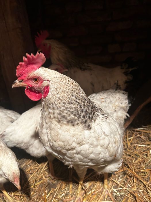 Koguty młode nioska