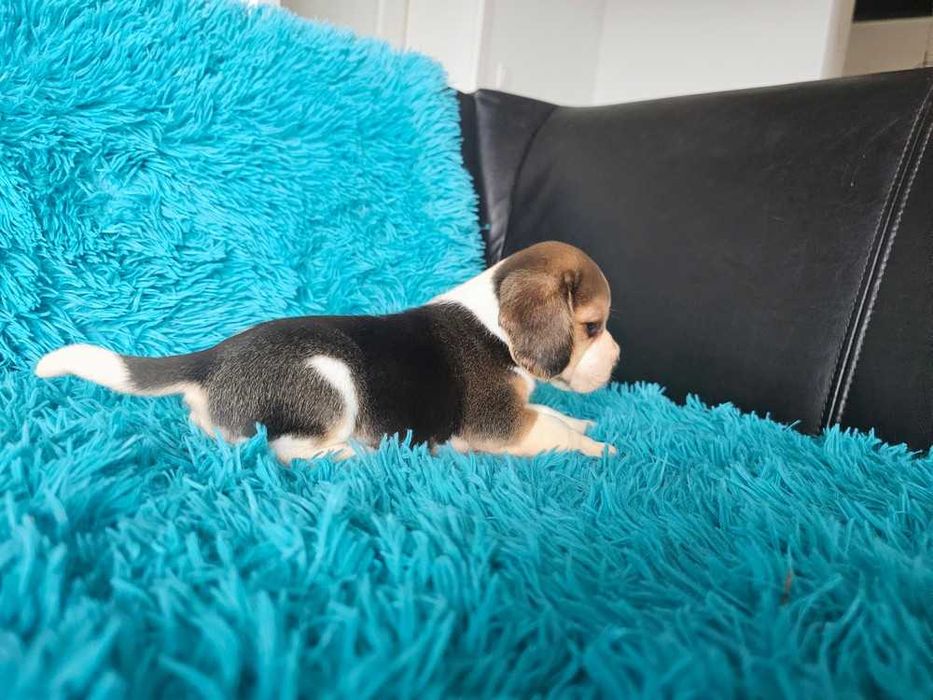 BEAGLE-szczeniak, po rodzicach z cudownym charakterem, ZKwP