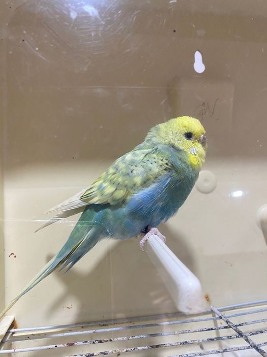 Fêmeas de periquito disponíveis