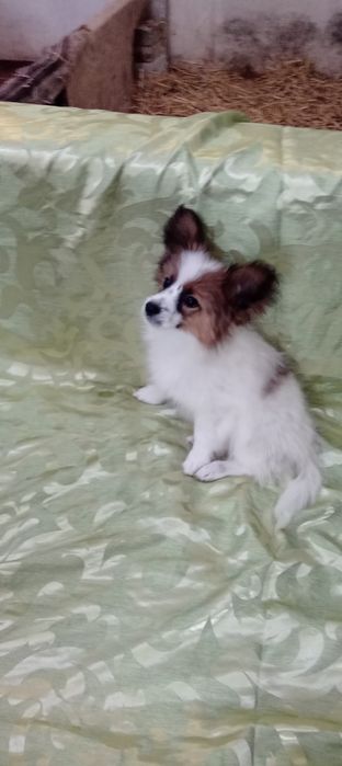 Детки папильонов.