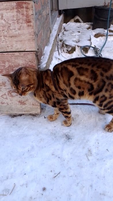 Бенгальський кіт на в'язку