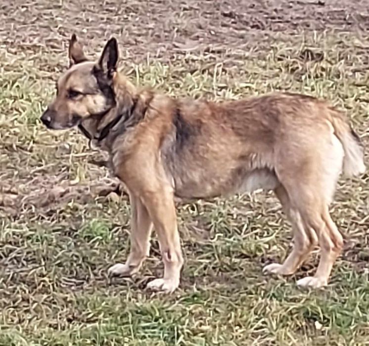 Oddam proludzkiego pieska