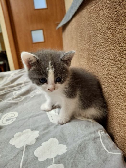 котик кошеня киця безкоштовно