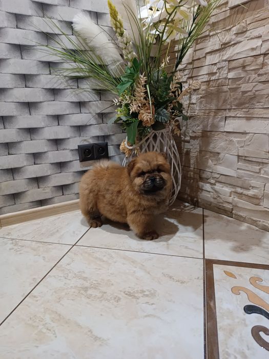 Szczeniak Chow chow (Piesek)