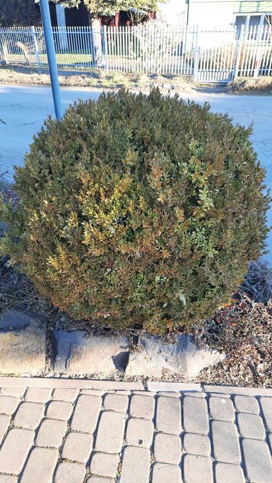 Dwa krzewy Bukszpany