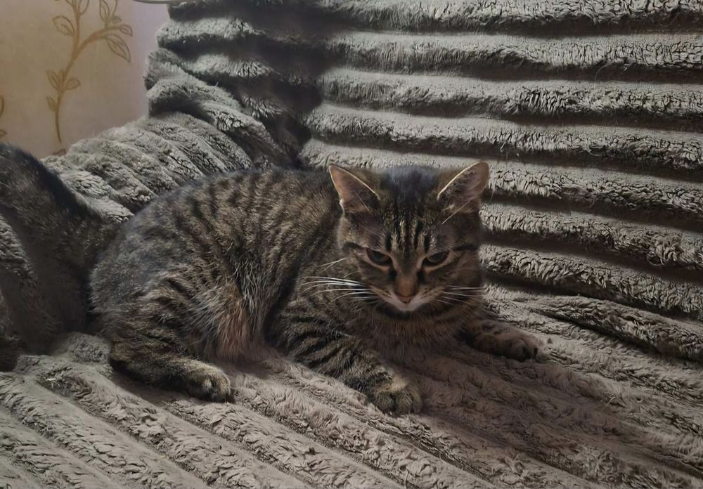 Молоденькую полосатую  кошечку отдам в хорошие руки!!!