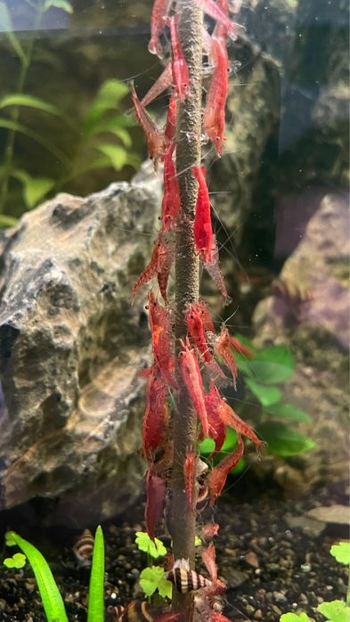 Camarões Neocaridina Red Cherry