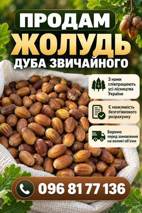 Жолудь дуба звичайного