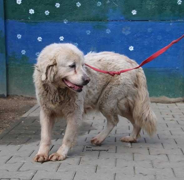Bona łagodna suczka szuka domu