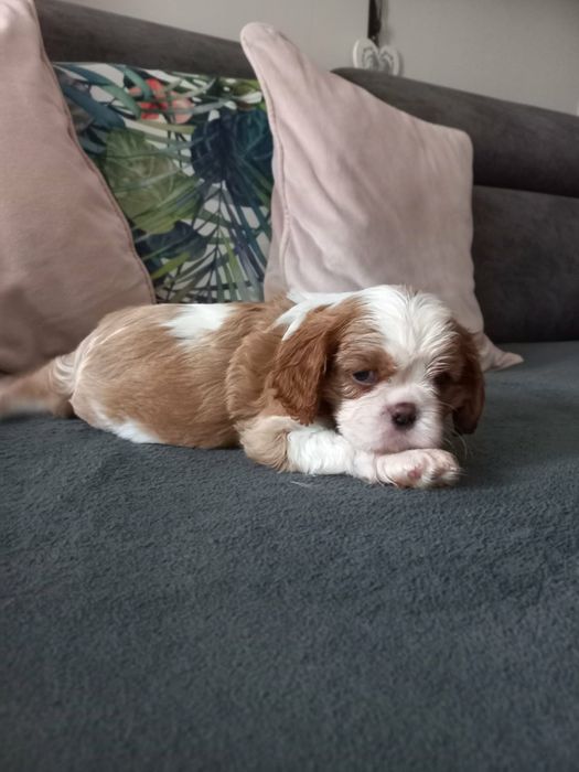 Cavalier King Charles Spaniel