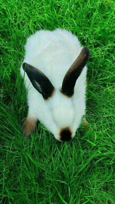 Кролики є пари різних порід