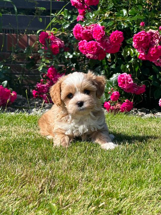 Maltipoo piesek biszkoptowy
