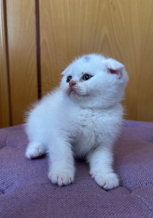 Gatinho Scottish Fold