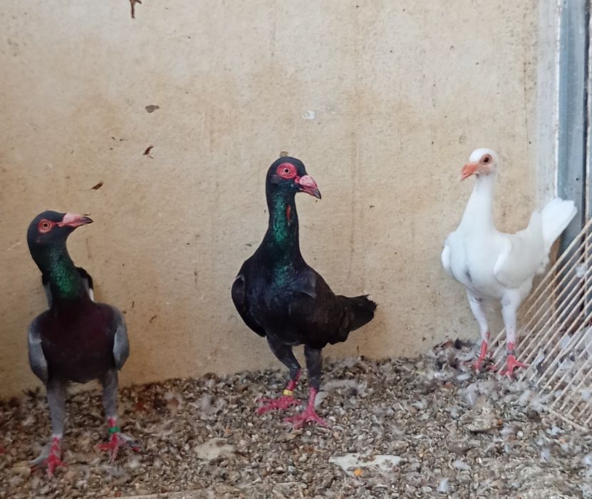 Pombos ornamentais