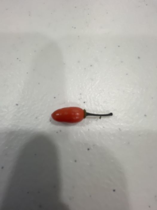 Sementes de Jindungo