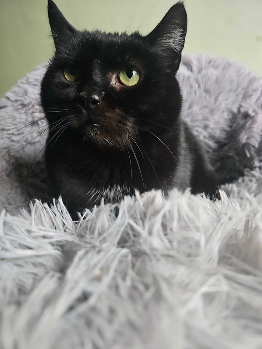 Słowik, Milusiński, 3 letni