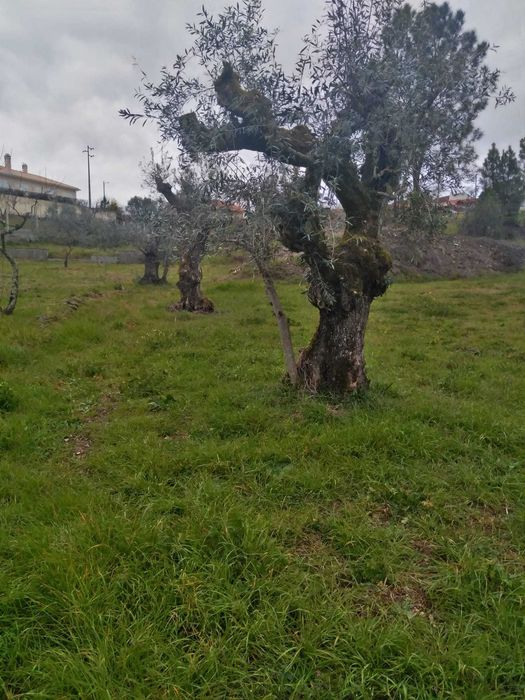 Vendo terreno no Vilar do Ruivo