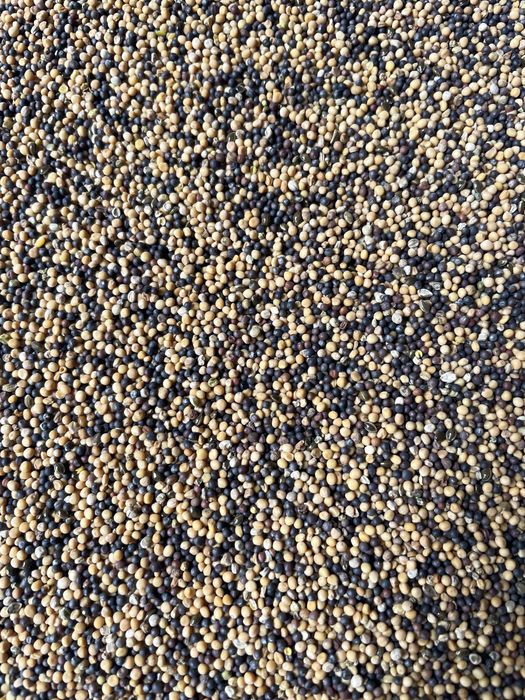 Горчица, гірчиця