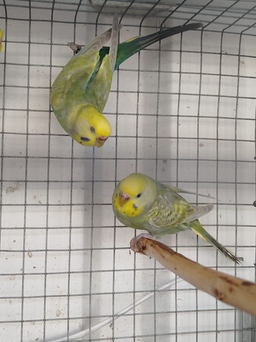 Piriquitos arco íris