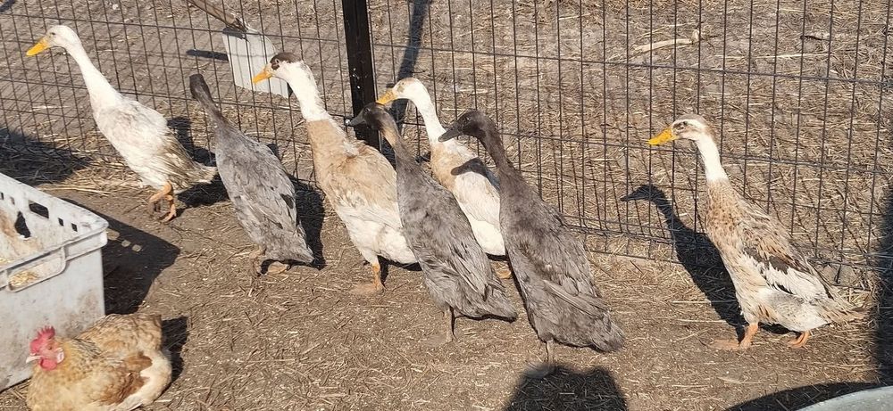 Sprzedam kaczki biegusy 6+1