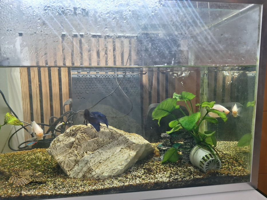 Vendo aquário com peixes e acessórios
