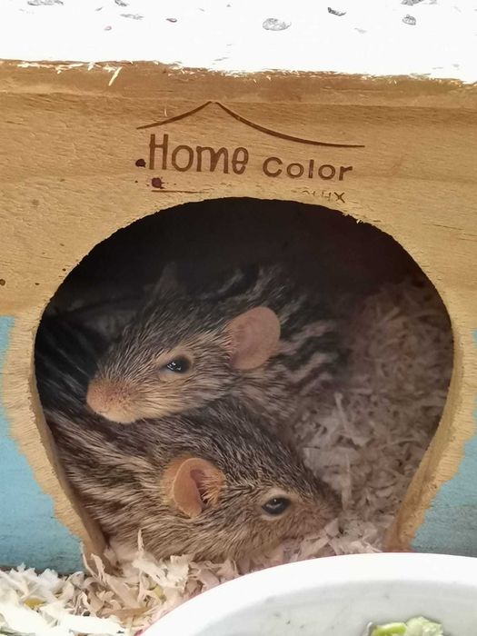 Mysz berberyjska / pręgomysz